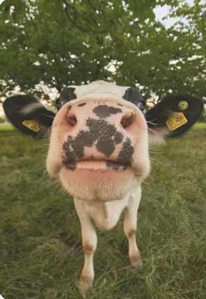 Vilnius, vaca Holstein da fazenda demo